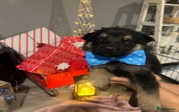 German Shepherd dogs for sale: Lovely shepherds  - Advert 10