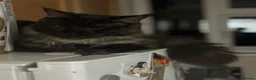 Maine Coon cats for sale: Beautiful black smoke male Maine coon - Advert 9