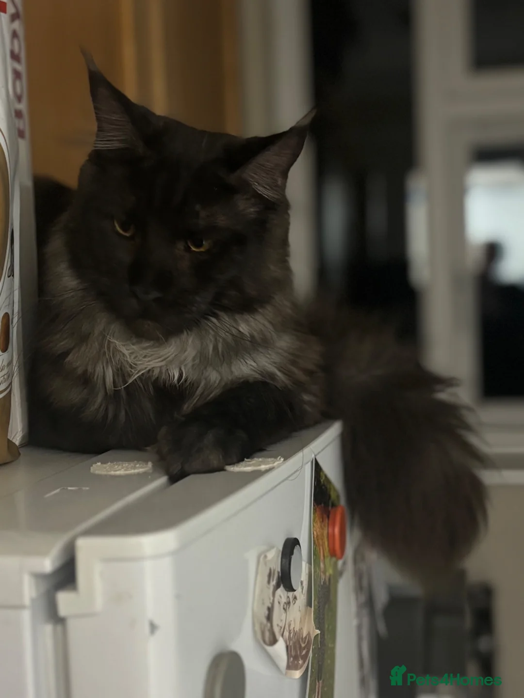 Maine Coon cats for sale: Beautiful black smoke male Maine coon - Advert 9