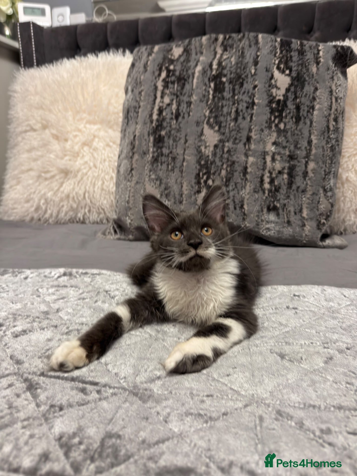 Maine Coon cats Stunning Maine Coon Litter Of Kittens  - Advert 14
