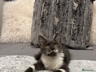 Maine Coon cats Stunning Maine Coon Litter Of Kittens - Advert 14