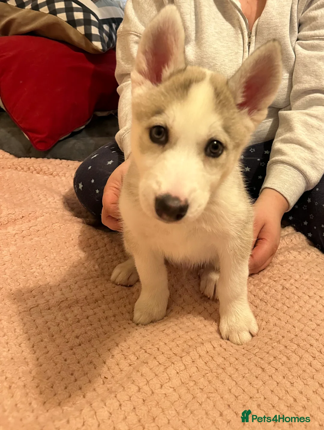 Siberian Husky dogs for sale: ✨ Siberian Huskies puppies ✨ - Advert 7