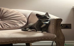 Domestic Shorthair cats for sale: COLIN - Gorgeous little boy kitten  - Image 6