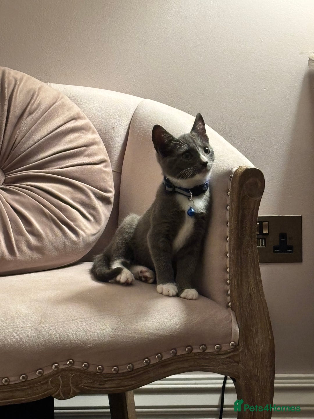 Domestic Shorthair cats for sale: COLIN - Gorgeous little boy kitten  - Image 6