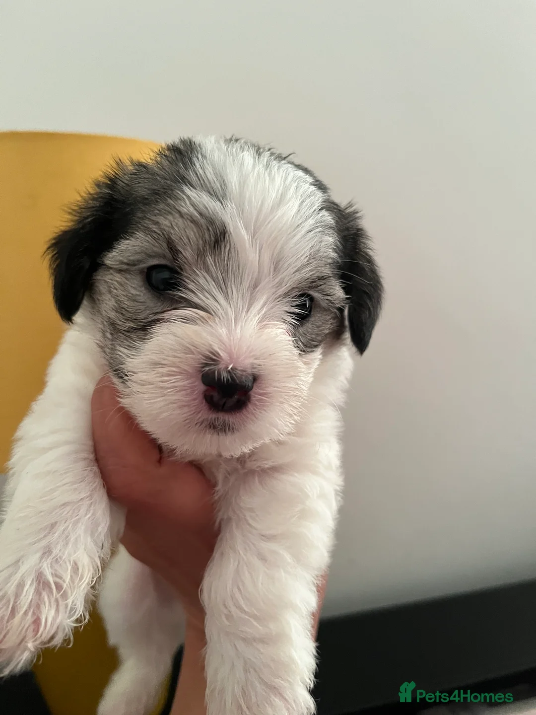Mixed Breed dogs for sale: Puppies for sale  - Advert 6