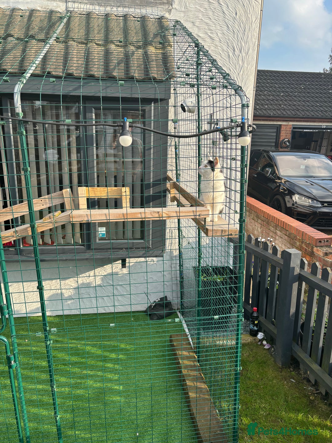 British Shorthair cats for sale: Bella, 3 Years Old - Image 3