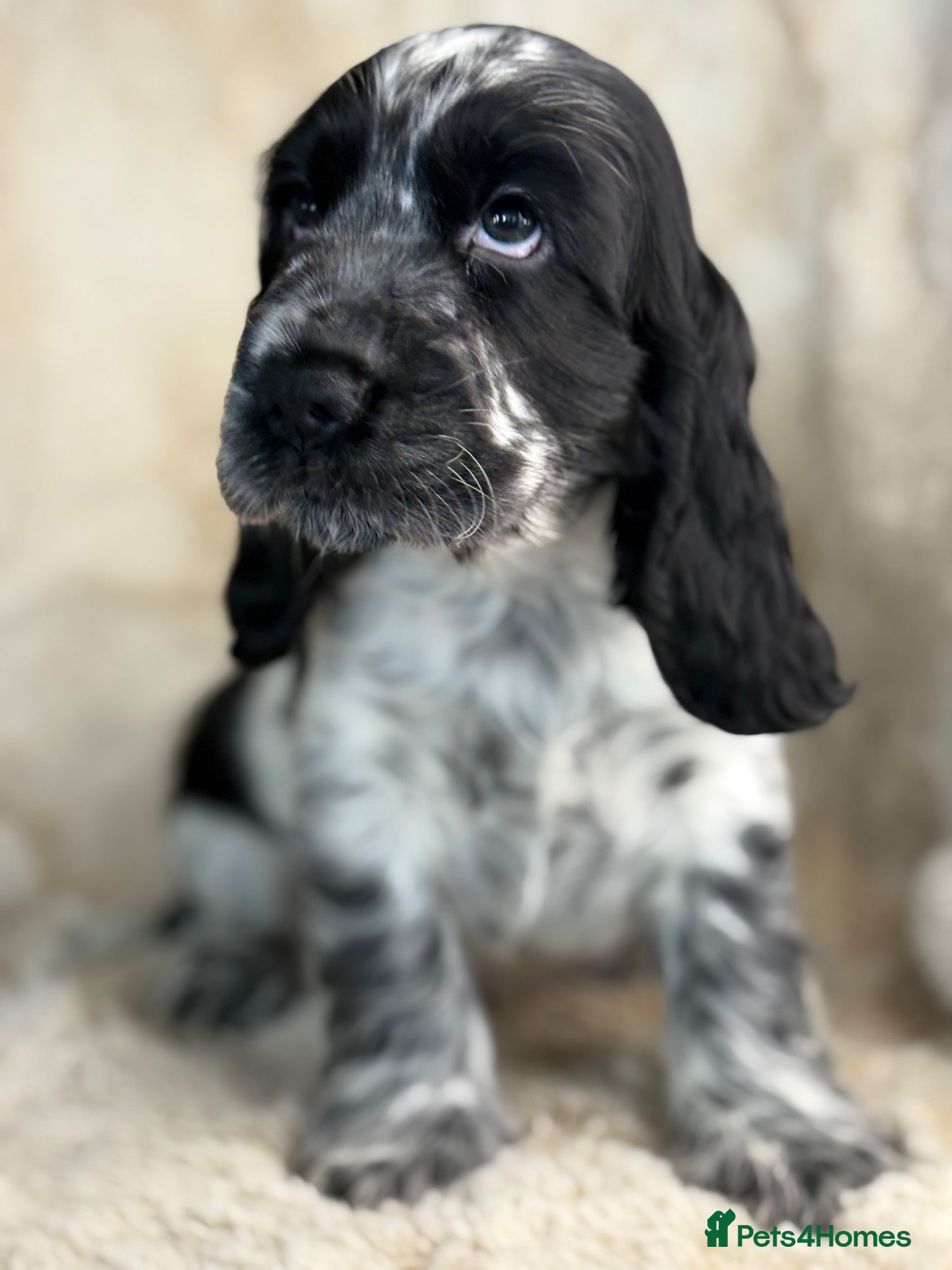 Cocker Spaniel dogs Extensively health tested show cocker spaniel pups - Advert 1