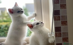 Scottish Fold cats for sale:  We have two last kittens left 🐱 - Image 3