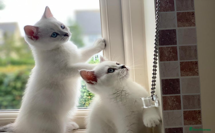 Scottish Fold cats - Advert 13