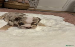 English Bulldog dogs for sale: 💖 5 Adorable English bulldog puppies 💖 - Image 3