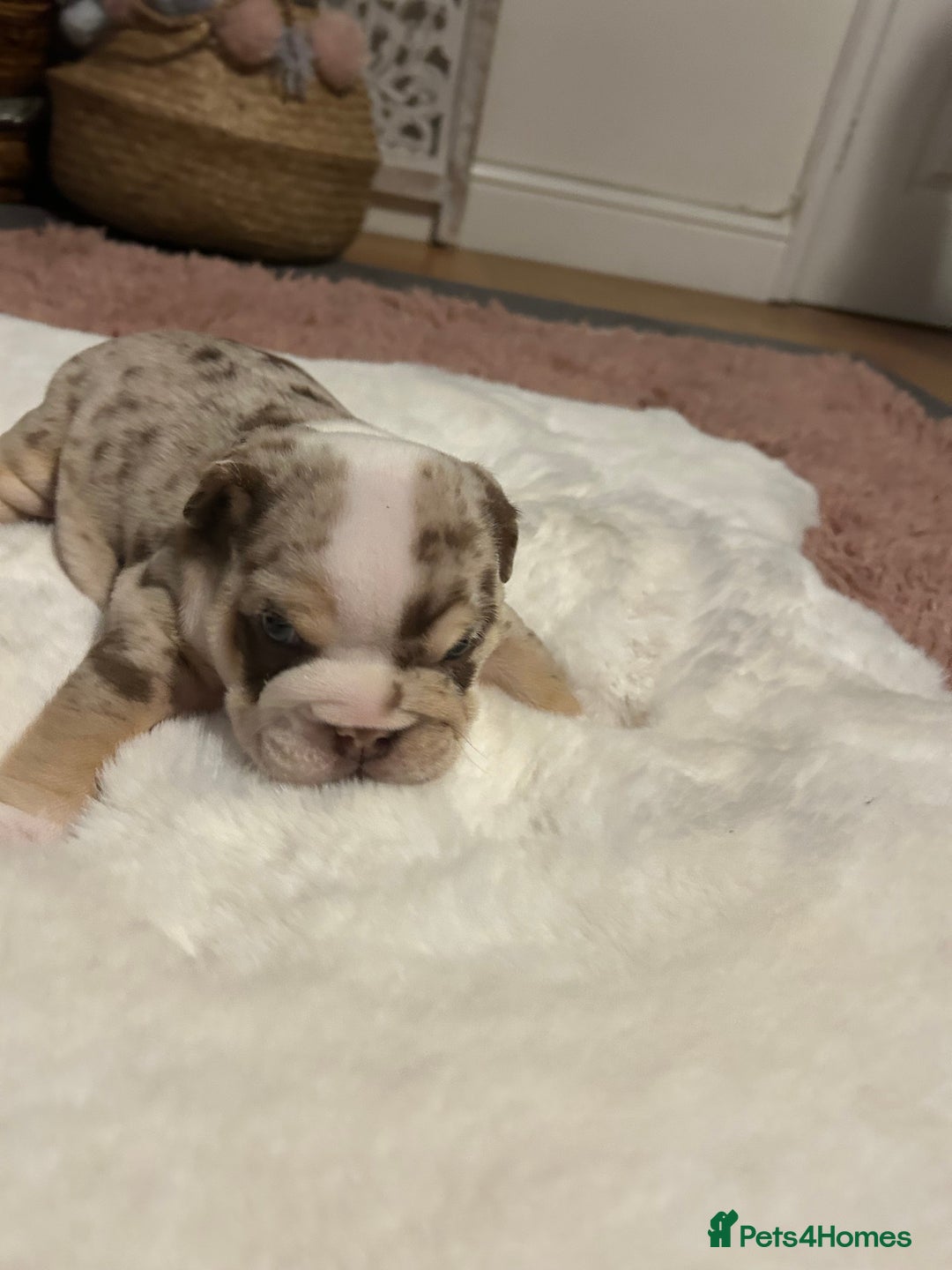 English Bulldog dogs for sale: 💖 5 Adorable English bulldog puppies 💖 - Image 3