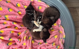 Mixed Breed cats for sale: Kittens ready now - Image 2