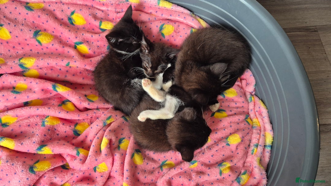 Mixed Breed cats for sale: Kittens ready now - Image 2
