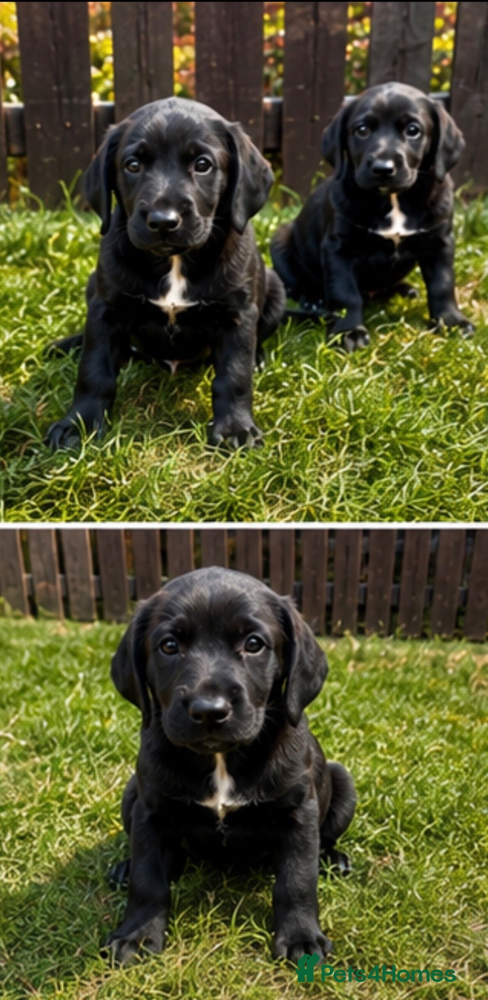 Springador dogs Springador Puppies🐶 - Advert 2