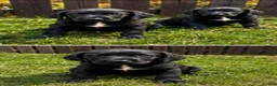 Springador dogs for sale: Springador Puppies🐶 - Advert 4