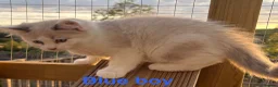 Ragdoll cats for sale: Beautiful Ragdolls-Vaccinated-2 boys-3 girls.  - Advert 18