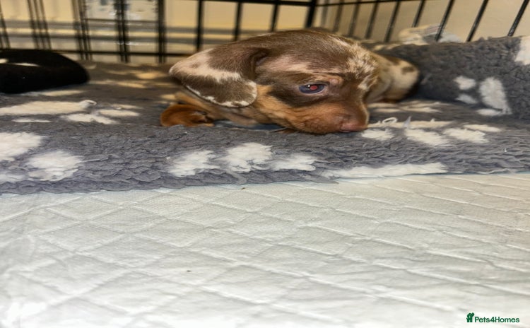 Miniature Dachshund dogs - Advert 11