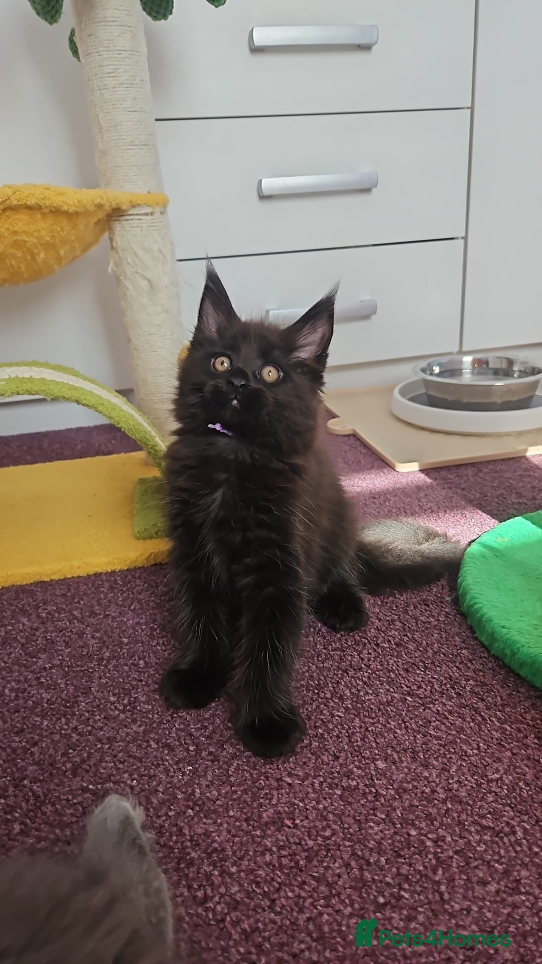 Maine Coon cats for sale: ✨7 Pure Bred Maine Coon Kittens✨ - Image 11