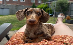 Dachshund dogs for sale: Beautiful minature dapple dachshund. 8 months old. - Image 4