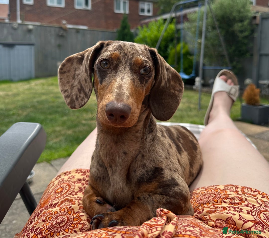 Dachshund dogs for sale: Beautiful minature dapple dachshund. 8 months old. - Image 4