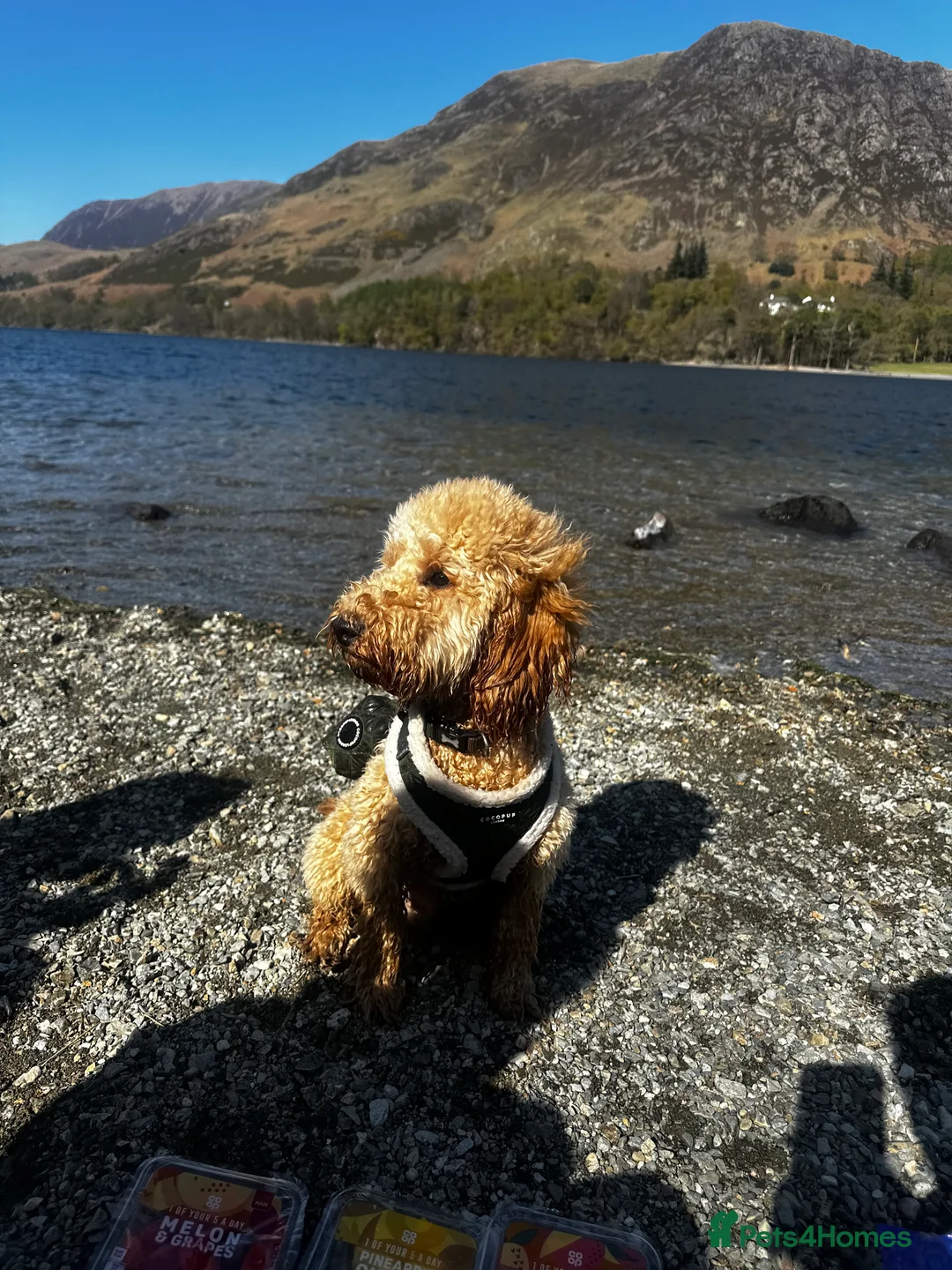 Cockapoo dogs for sale: Cockapoo for sale  in Liverpool - Advert 4