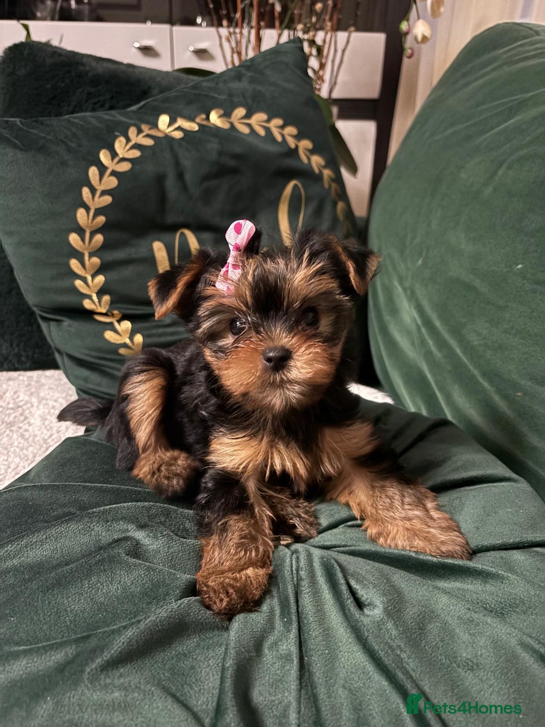Yorkshire Terrier dogs for sale: ✨Four Adorable Yorkshire Terrier Puppies For Sale✨ - Advert 22
