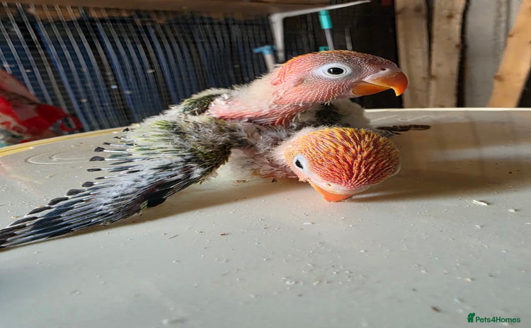 Lovebirds birds - Advert 9