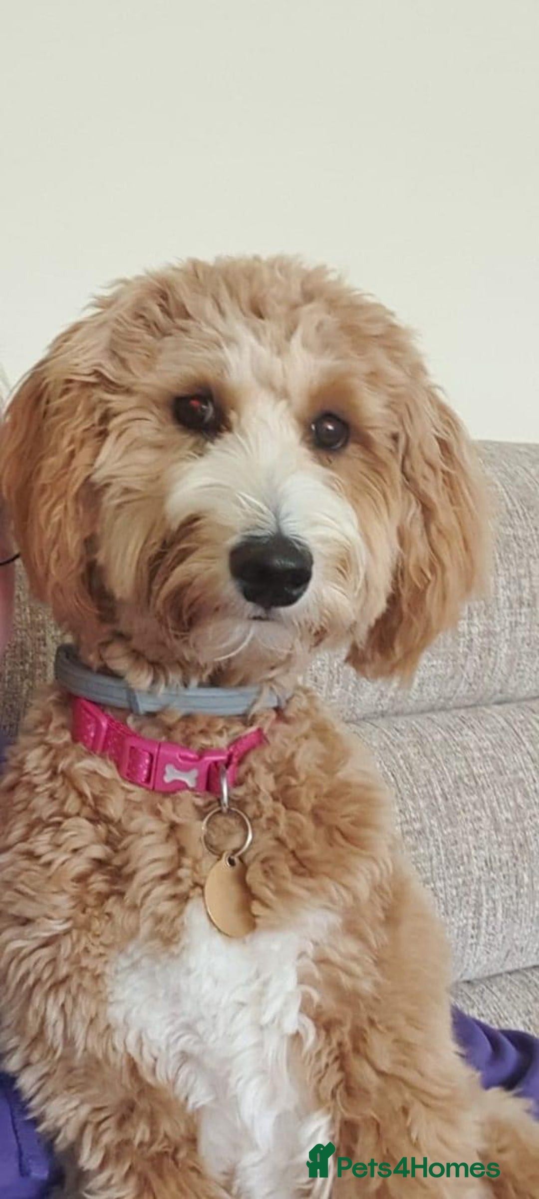 Goldendoodle dogs for sale: Multigenerational Puppies Licensed and Tested  - Image 24