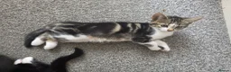 Mixed Breed cats for sale: Beautiful Kittens Looking for Loving Homes - Advert 23