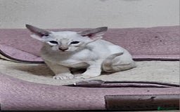 Siamese cats for sale: New lap needed for two GCCF male siamese kittens - Image 24