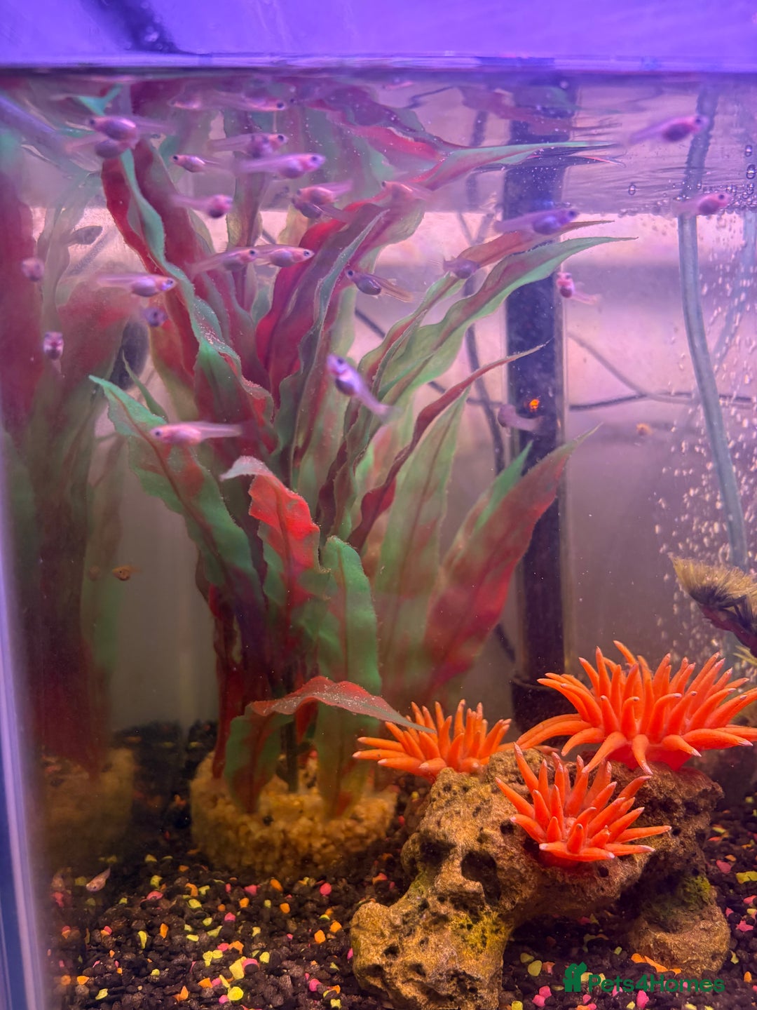 Other/Mixed Breed fish for sale: Guppy Fry - Advert 2