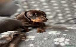 Miniature Dachshund dogs for sale: Miniature Dachshund Puppies  - Image 7