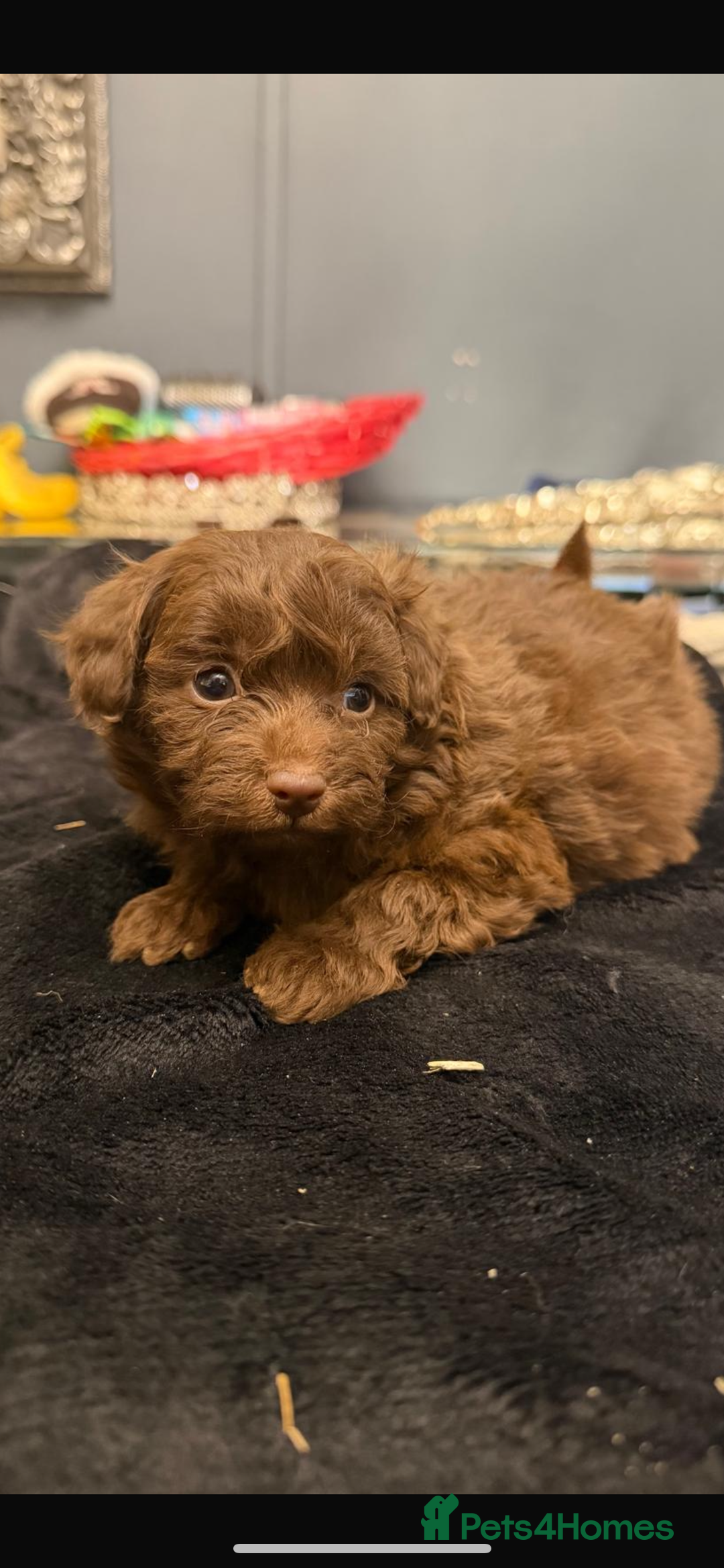 Pomapoo dogs for sale: F1 pomapoo baby’s  - Advert 4