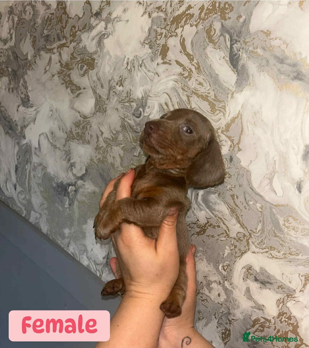 Miniature Dachshund dogs for sale: Minature Dachshund puppys  - Advert 19
