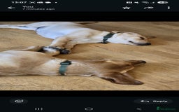 Labrador Retriever dogs for sale: 💛 Loving Home Wanted - Image 2