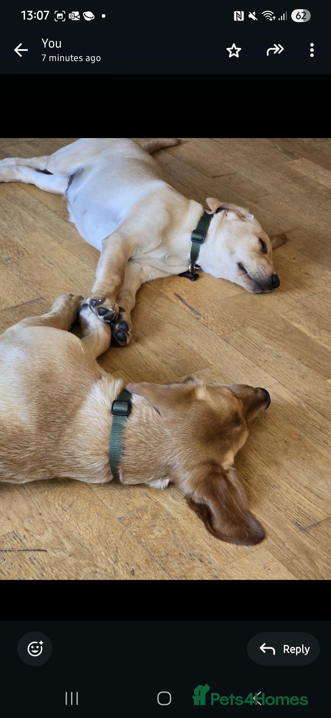 Labrador Retriever dogs for sale: 💛 Loving Home Wanted - Image 2