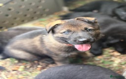 German Shepherd dogs for sale: Vonlisand M-litter - Image 21