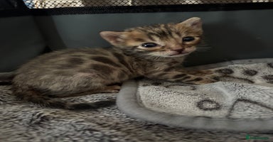 Bengal cats - Advert 3