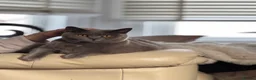 British Shorthair cats for sale: Beautiful  and lovely cat need new home in Plymouth - Advert 8