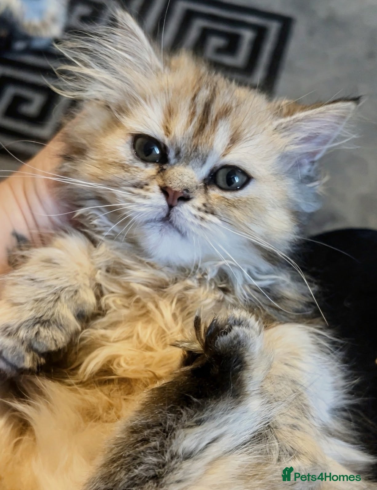 Persian cats GOLDEN SHADED GIRL LEFT  🌸🌷💐🌹🌼 - Advert 1