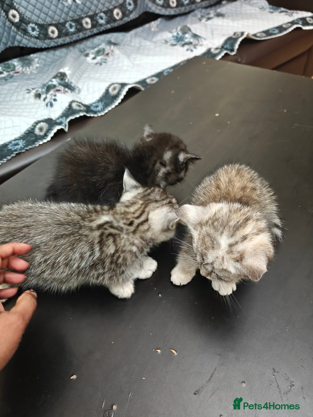 Mixed Breed cats for sale: Miss urmi patel - Advert 2