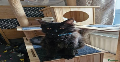 Maine Coon cats Maincoon x ragdoll  - Advert 5