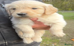 Golden Retriever dogs for sale: Beautiful Chunky Goldie’s  - Image 8