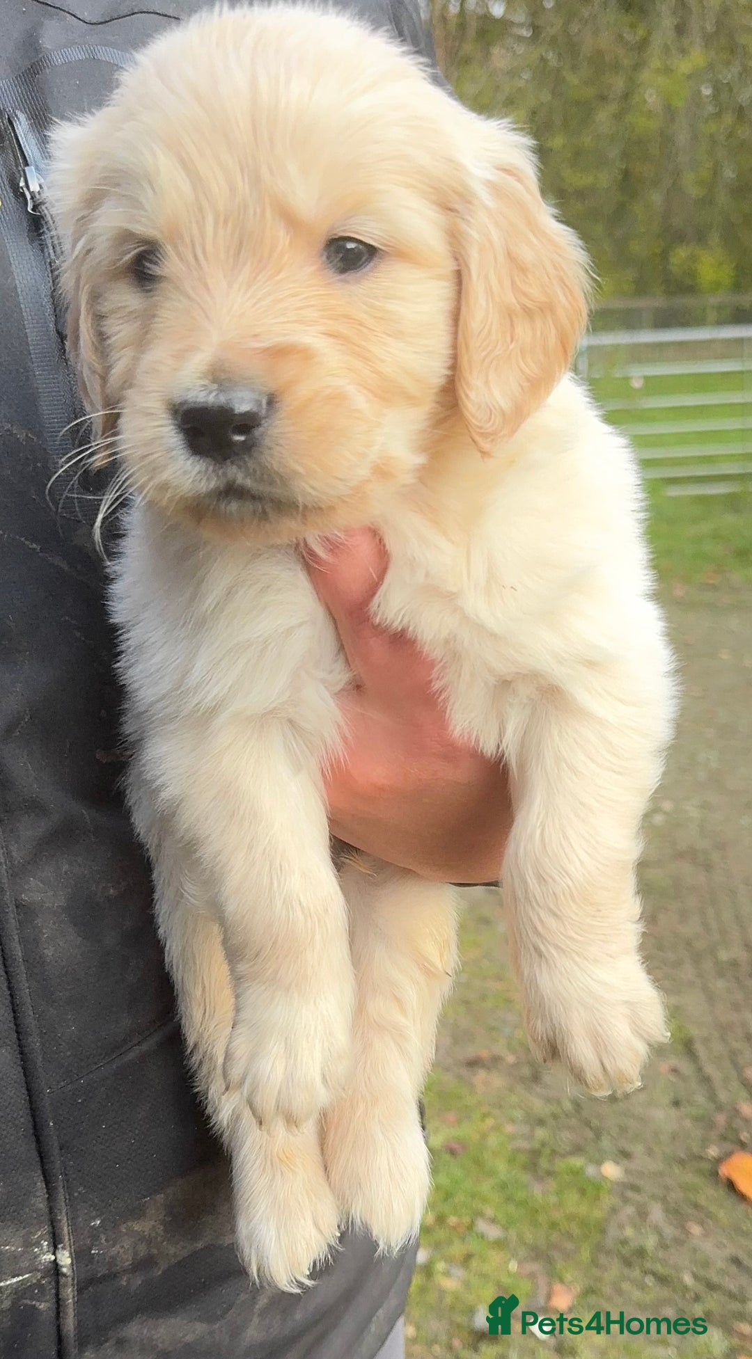 Golden Retriever dogs for sale: Beautiful Chunky Goldie’s  - Image 8