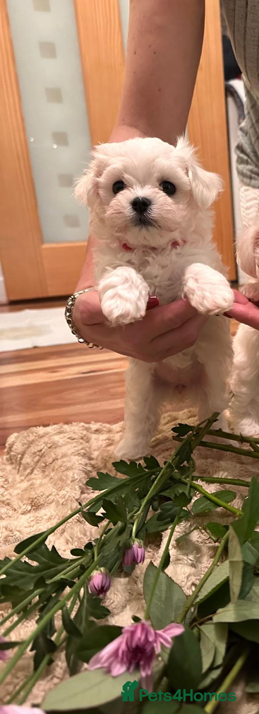 Maltese dogs for sale:  Beautiful maltese - Advert 33