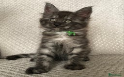 Maine Coon cats for sale: MaineCoon Kittens Black Smoke 1 Boy & 2 Girls - Image 4