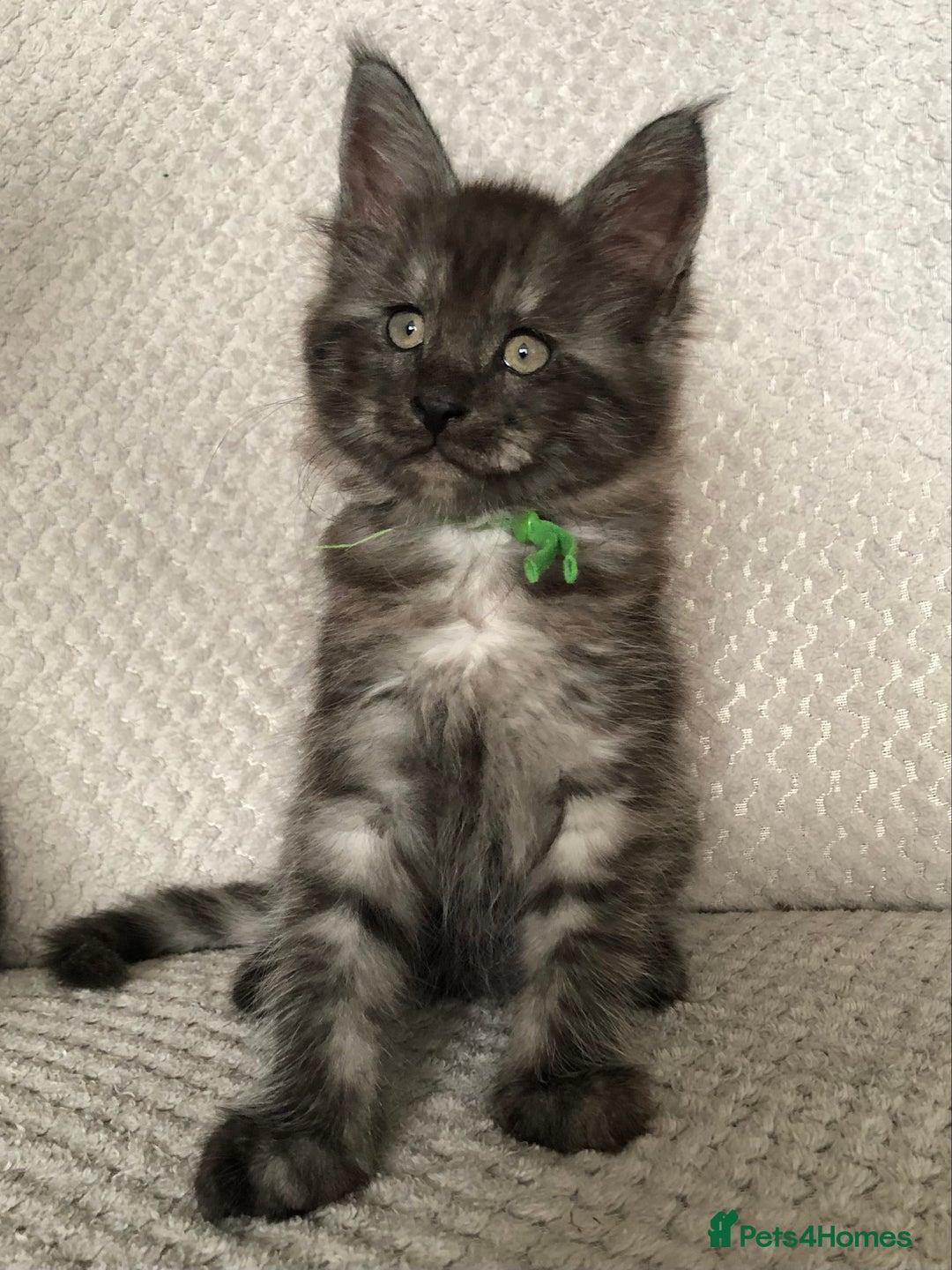 Maine Coon cats for sale: MaineCoon Kittens Black Smoke 1 Boy & 2 Girls - Image 4