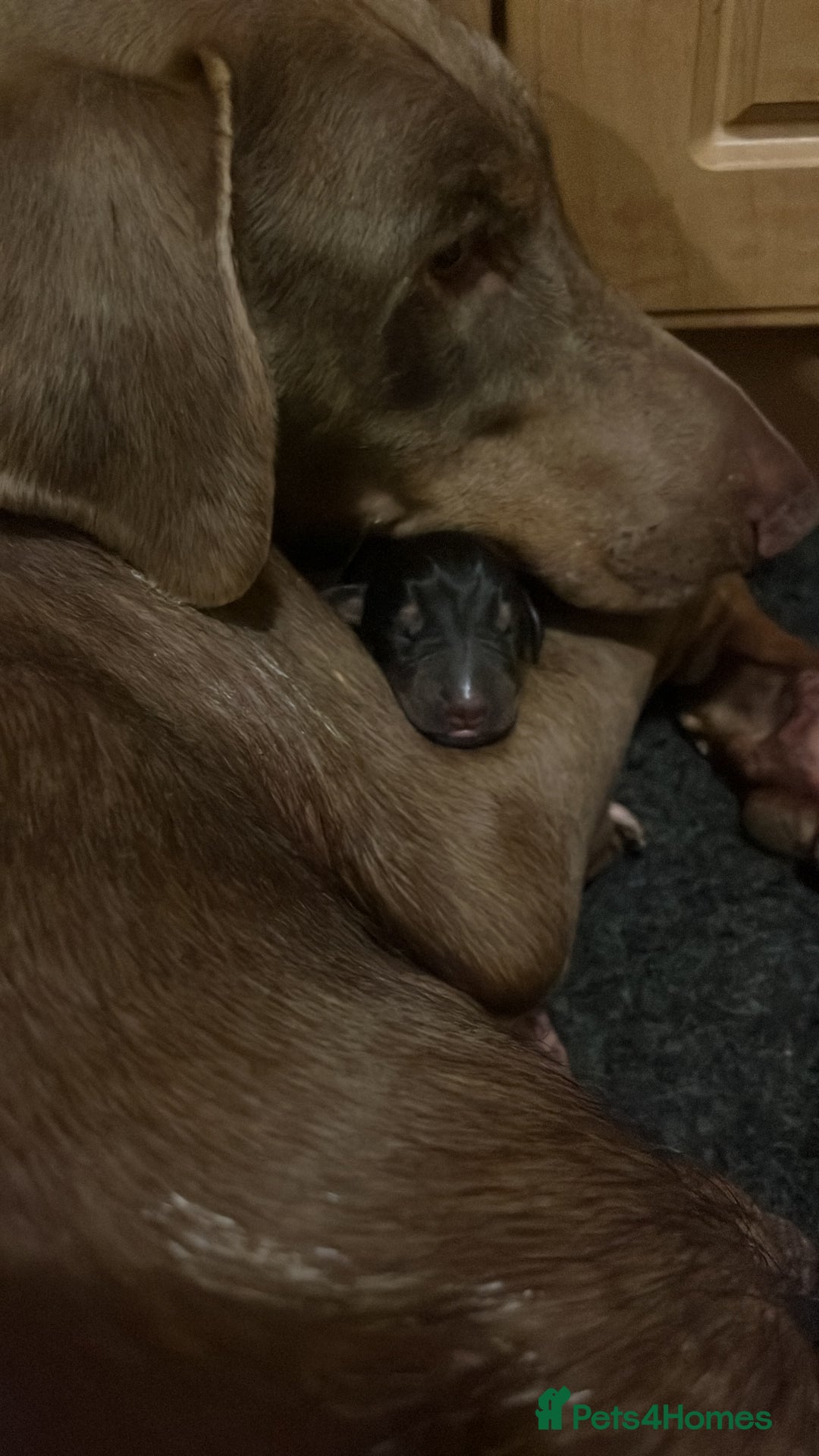 Dobermann dogs for sale: KC registered health tested Doberman puppies - Image 9