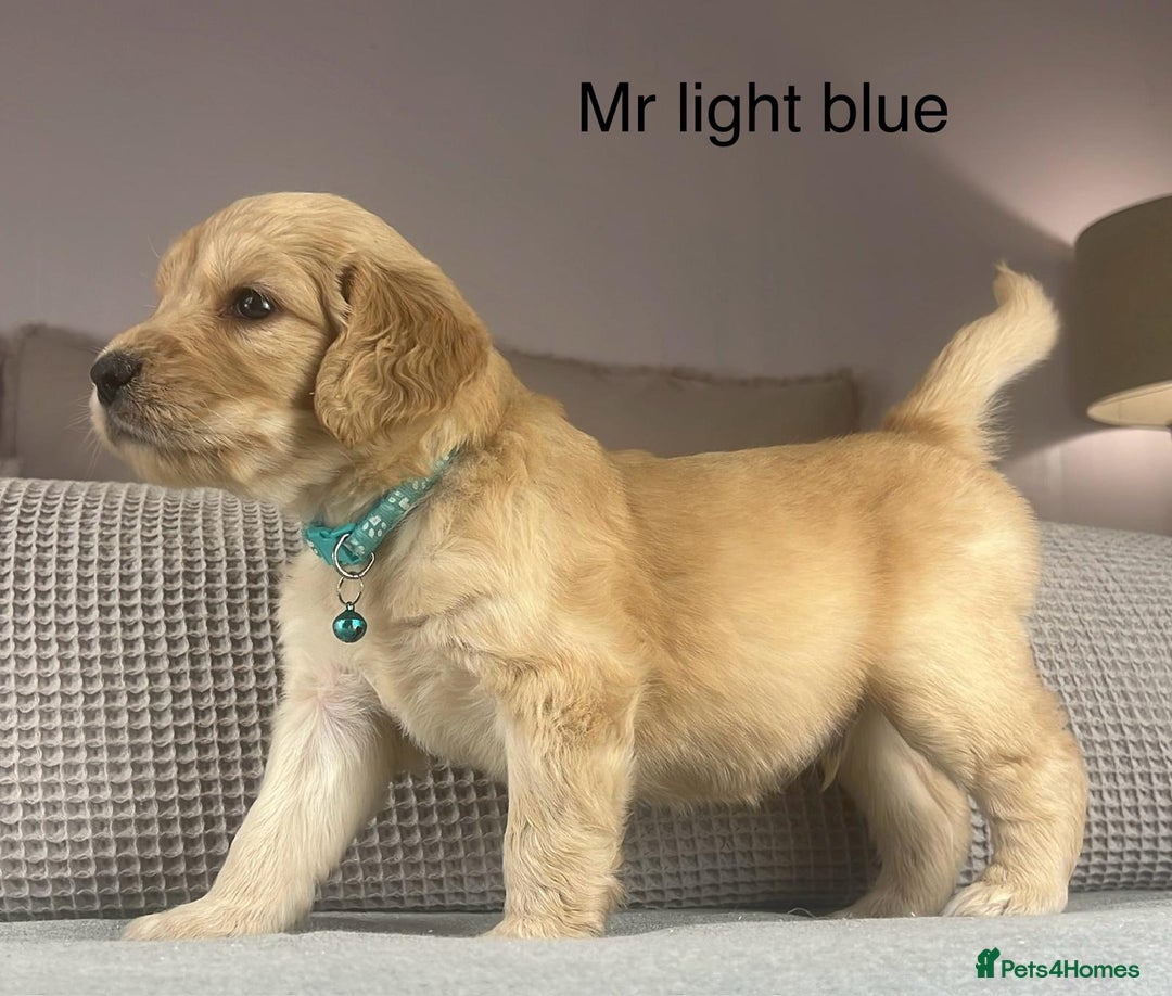 Goldendoodle dogs for sale: These will be stunning adults. Real head turners. - Advert 18