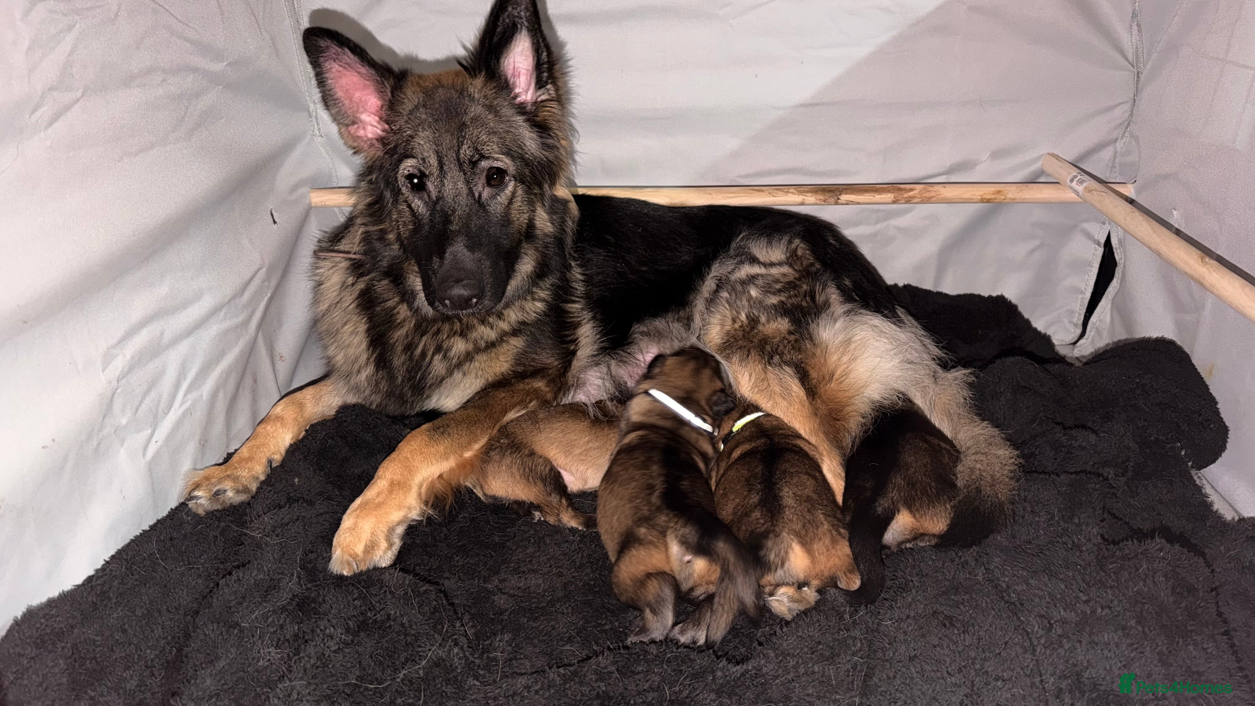 German Shepherd dogs 🐶🐶German Shepherd Puppies🐶🐶 - Advert 3